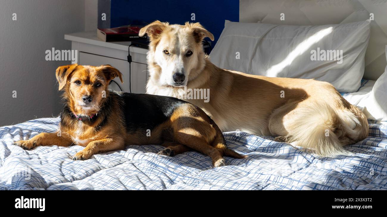 Two dogs are laying on a bed, one is white and the other is brown and ...