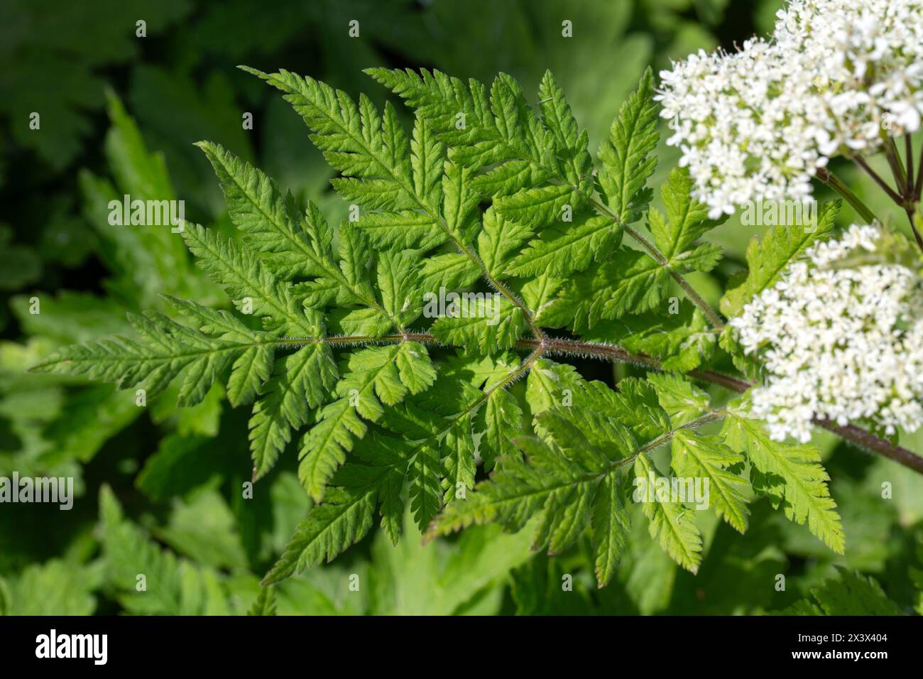 Closeup of leaves of sweet cicely (Myrrhis odorata) in a garden in Spring Stock Photo