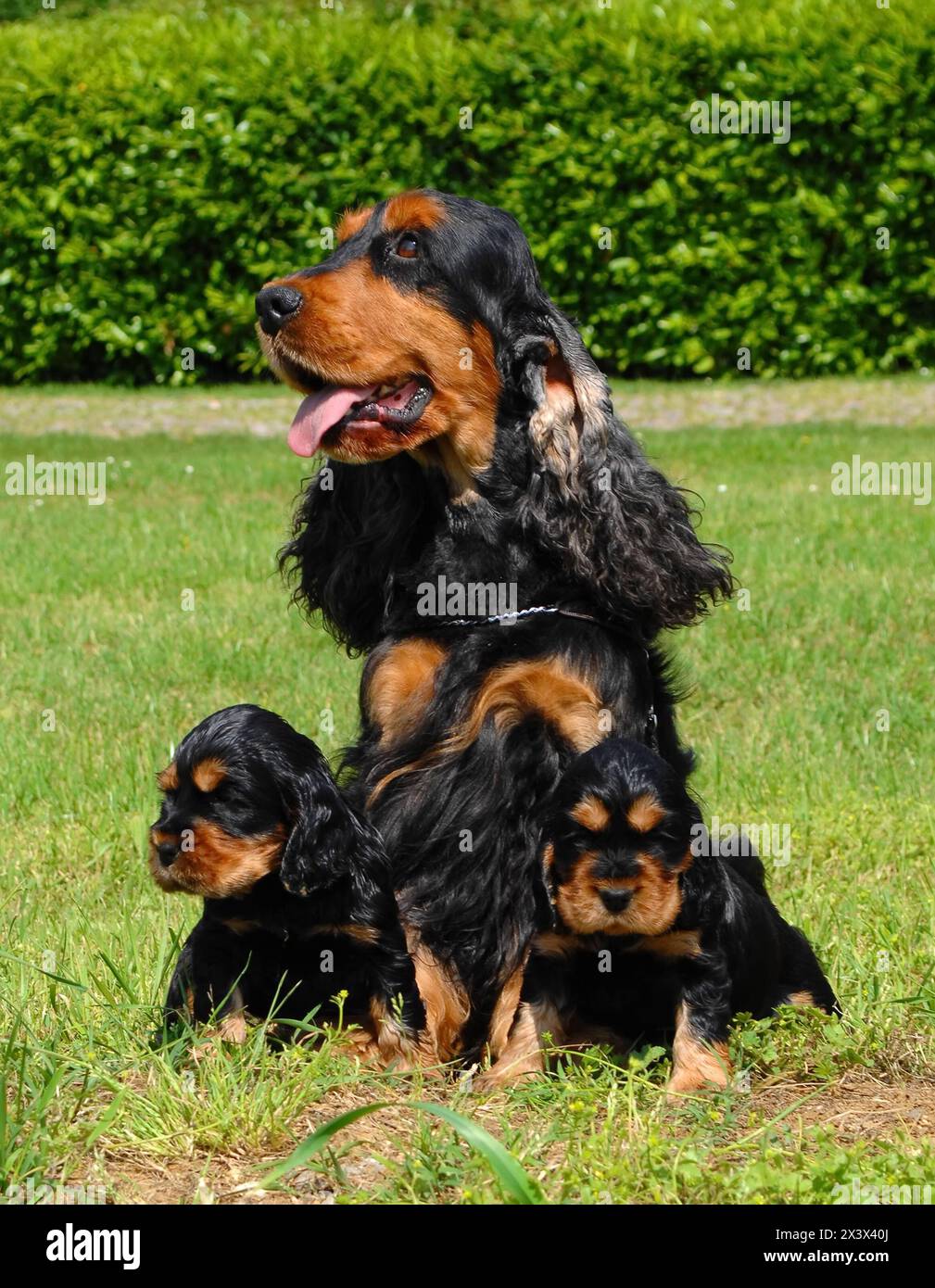 Portrait of English Cocker spaniel dogs,  Mom and puppies in outdoors. Stock Photo