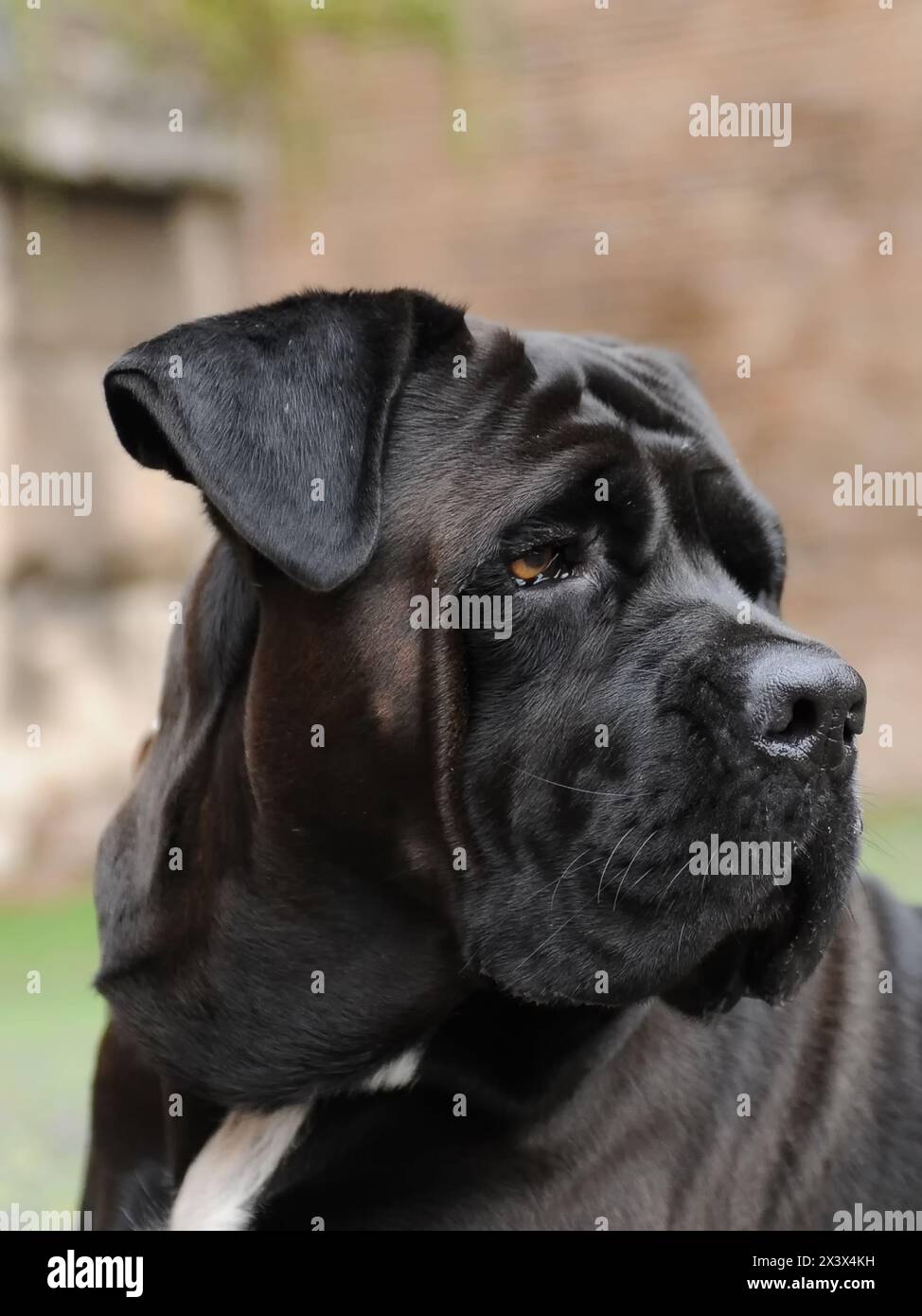 Cane corso italiano italian dog hi-res stock photography and images - Alamy