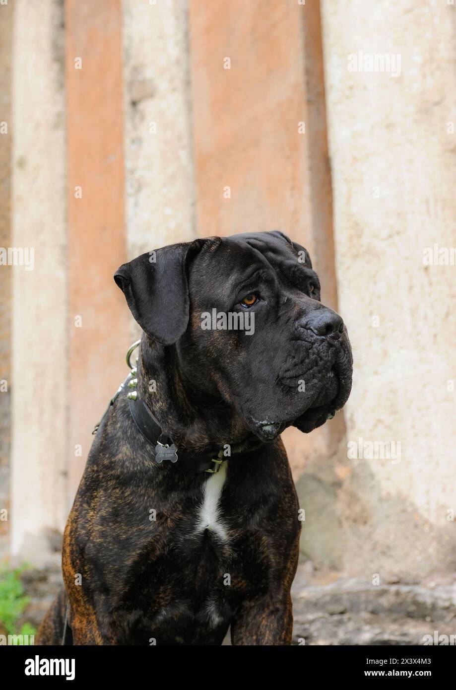 Cane corso italiano italian dog hi-res stock photography and images - Alamy