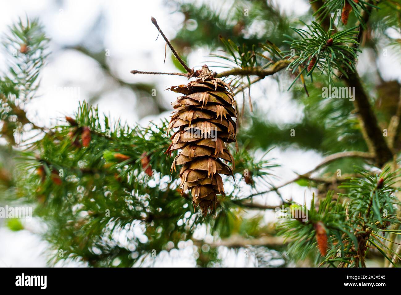 Green Douglas fir branch with Oregon pine cone. Coniferous tree in wild forest. Pseudotsuga menziesii in pinewood Stock Photo