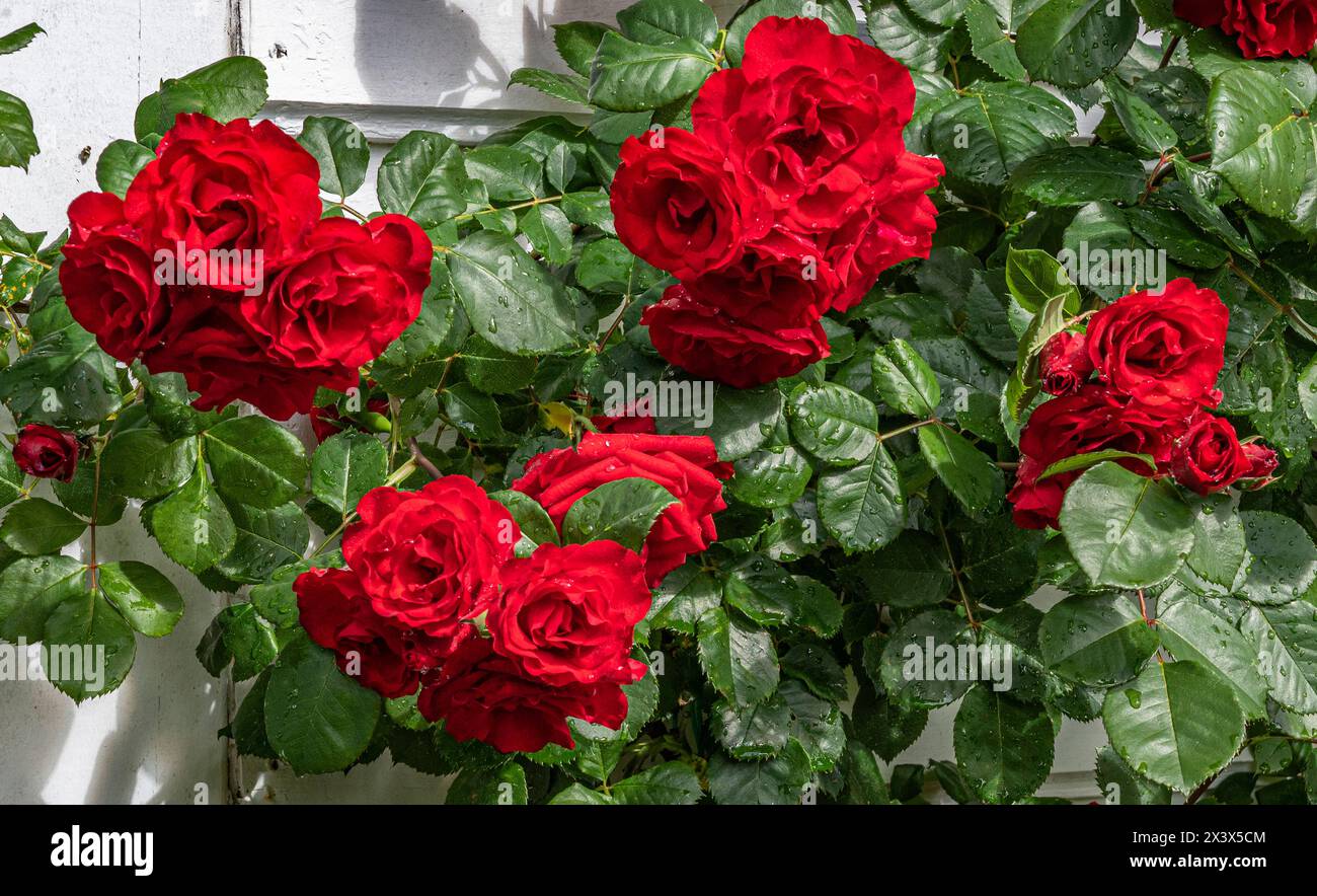 Red climbing rose hi-res stock photography and images - Alamy