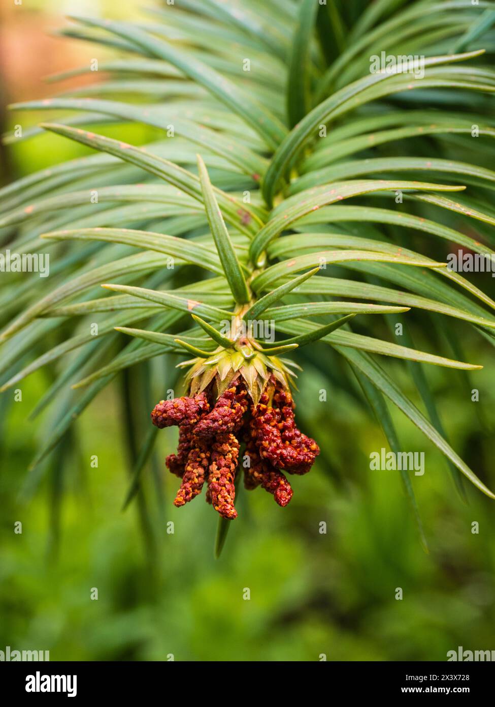 Male, pollen cones of the hardy evergreen Chinese fir tree, Cunninghamia lanceolata Stock Photo