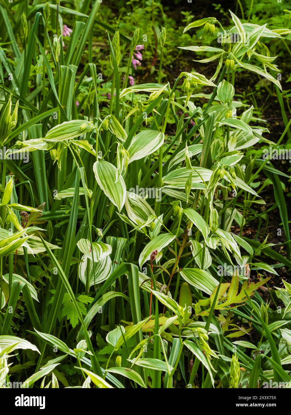 Green and white spring foliage of the variegated form of the hardy perennial woodland plant, Disporum sessile 'Variegatum' Stock Photo