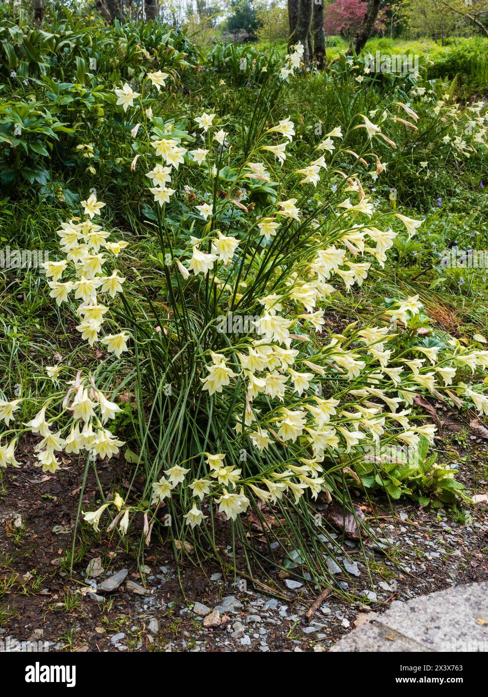 Pale flowers of the South African spring flowering hardy perennial bulb, Gladiolus tristis Stock Photo
