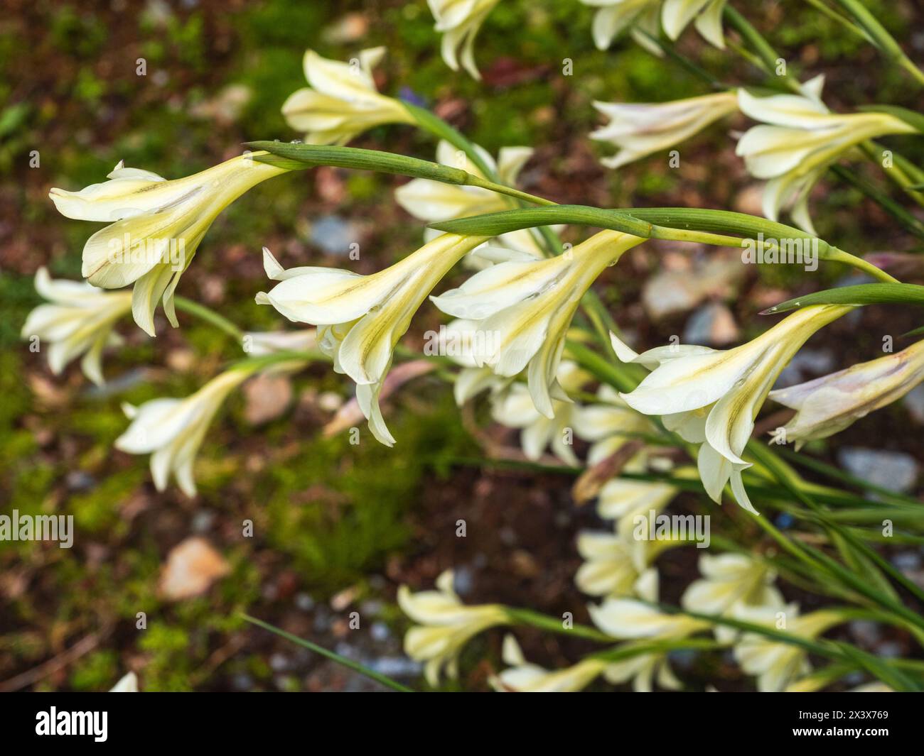 Pale flowers of the South African spring flowering hardy perennial bulb, Gladiolus tristis Stock Photo