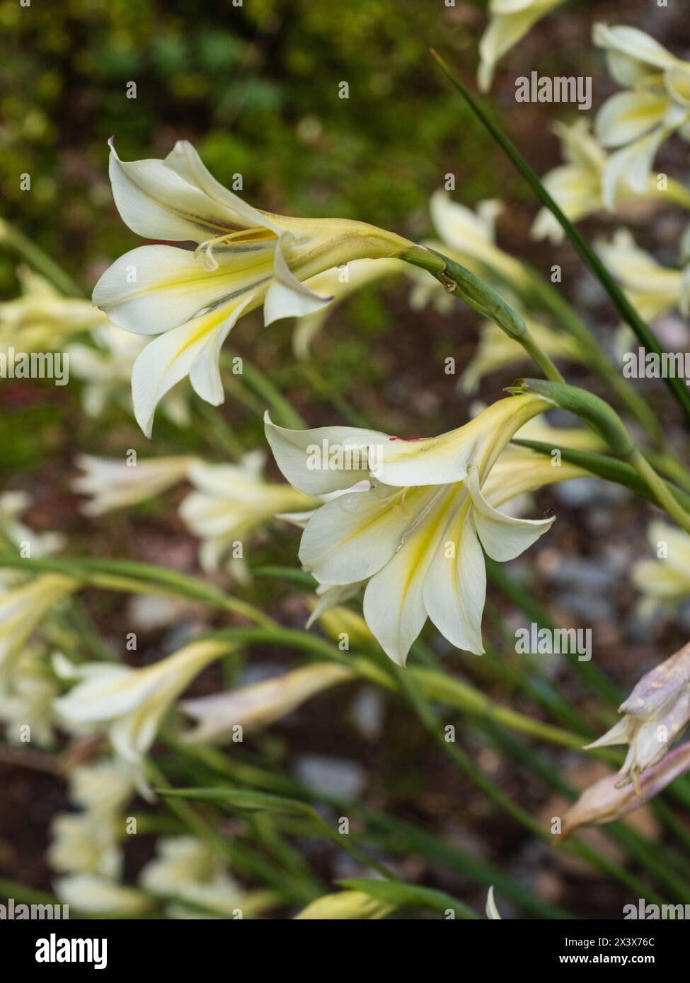 Pale flowers of the South African spring flowering hardy perennial bulb, Gladiolus tristis Stock Photo