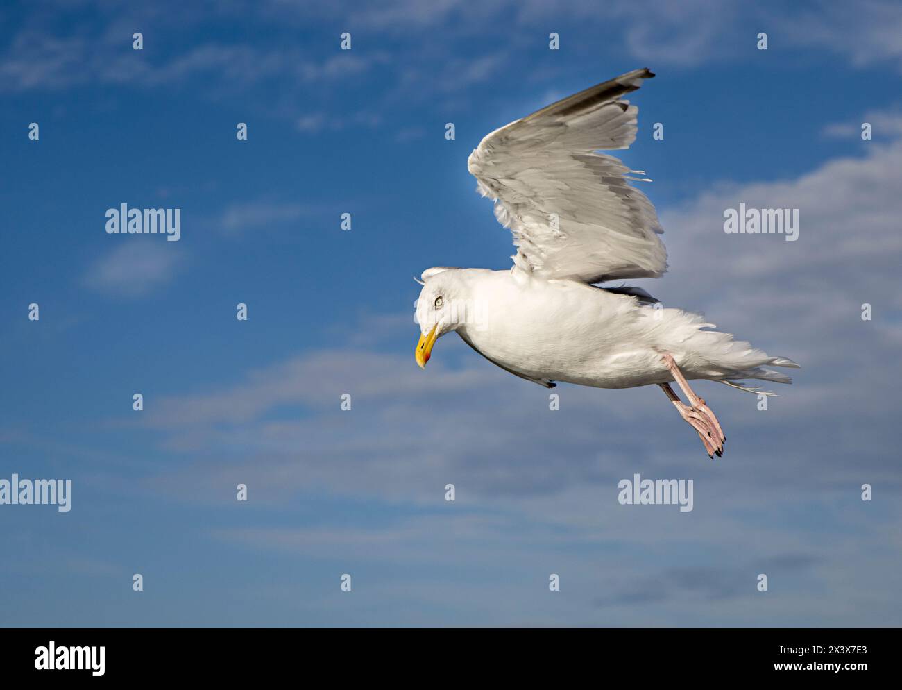 Herring Gull in flight, Dover, England, UK Stock Photo