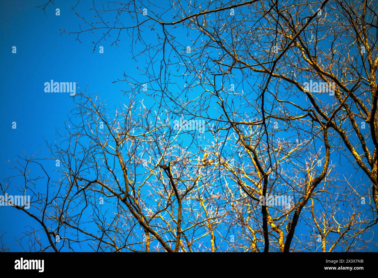 Tree branches and a dry canopy silhouette against a serene blue sky ...