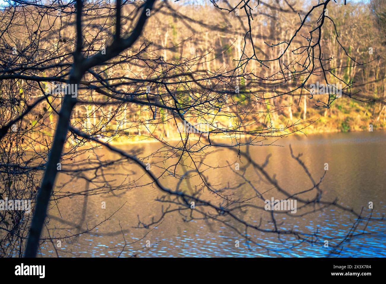 Tree branches frame a serene lake view, creating a tranquil and picturesque scene of nature's beauty. Stock Photo