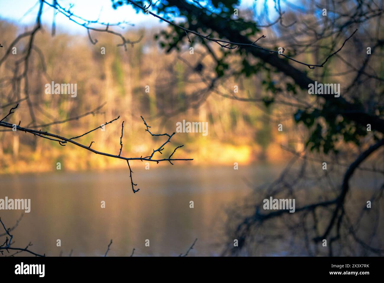 Tree branches frame a serene lake view, creating a tranquil and picturesque scene of nature's beauty. Stock Photo
