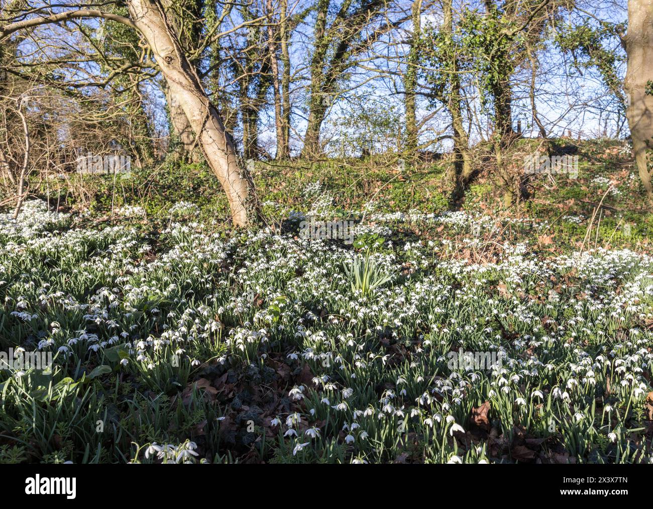 Snowdrops, Galanthus nivalis, in woodland hedgerow, Canons Ashby, England, UK Stock Photo