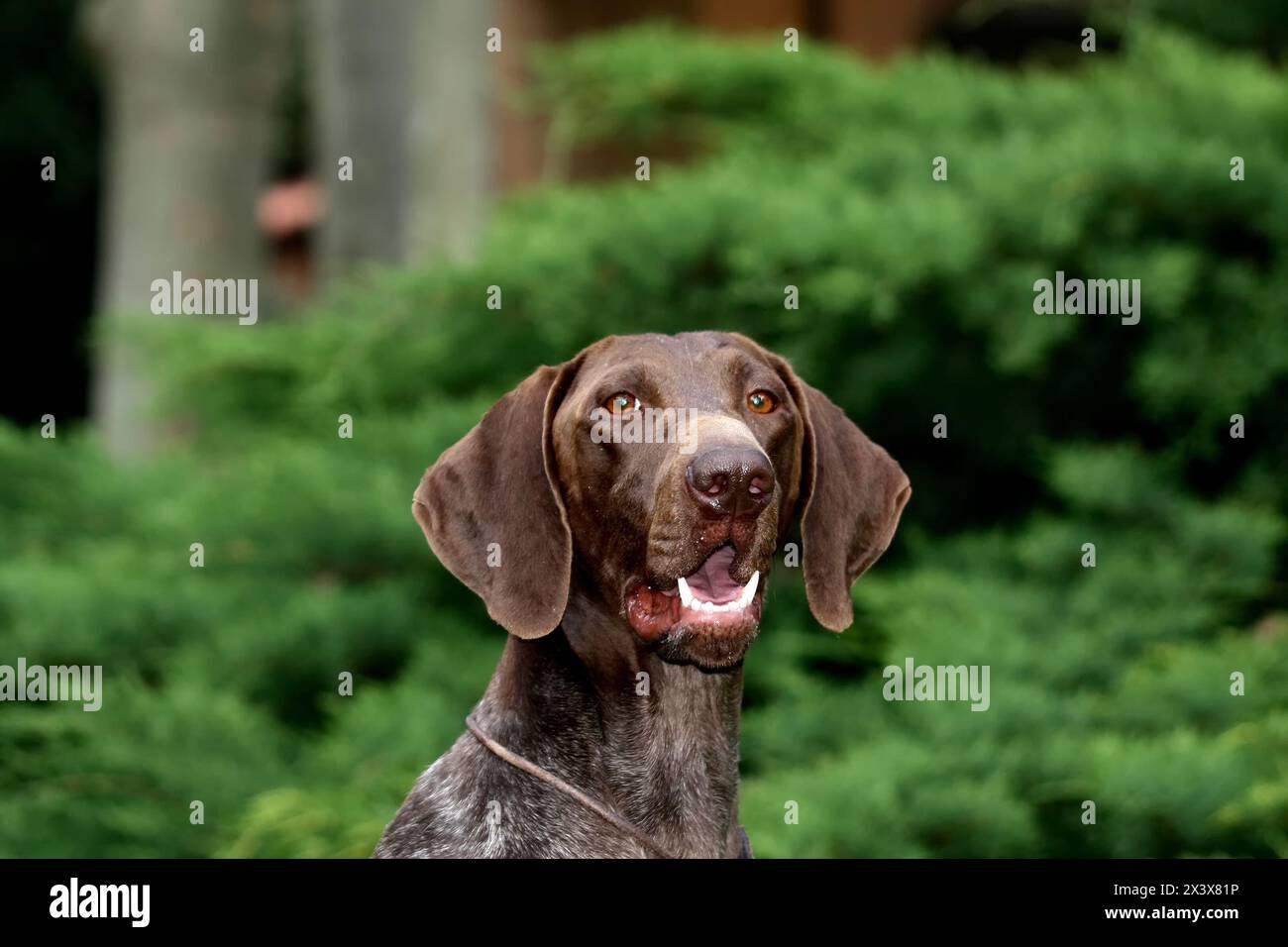 Portrait of German shorthaired pointer dog in outdoors. Stock Photo