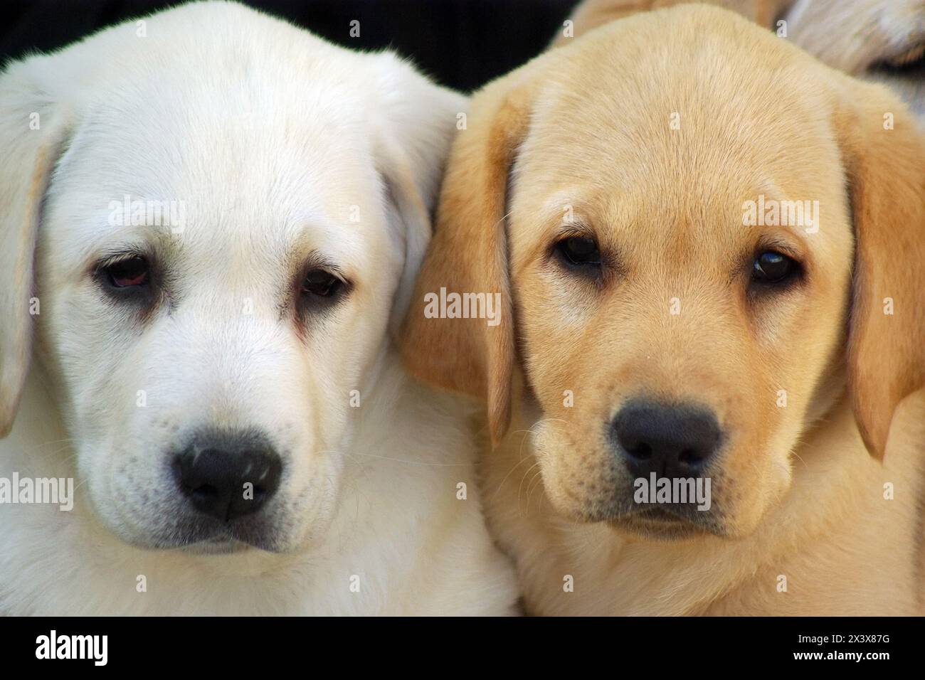 Portrait of two beautiful Labrador puppies dog in outdoors Stock Photo ...