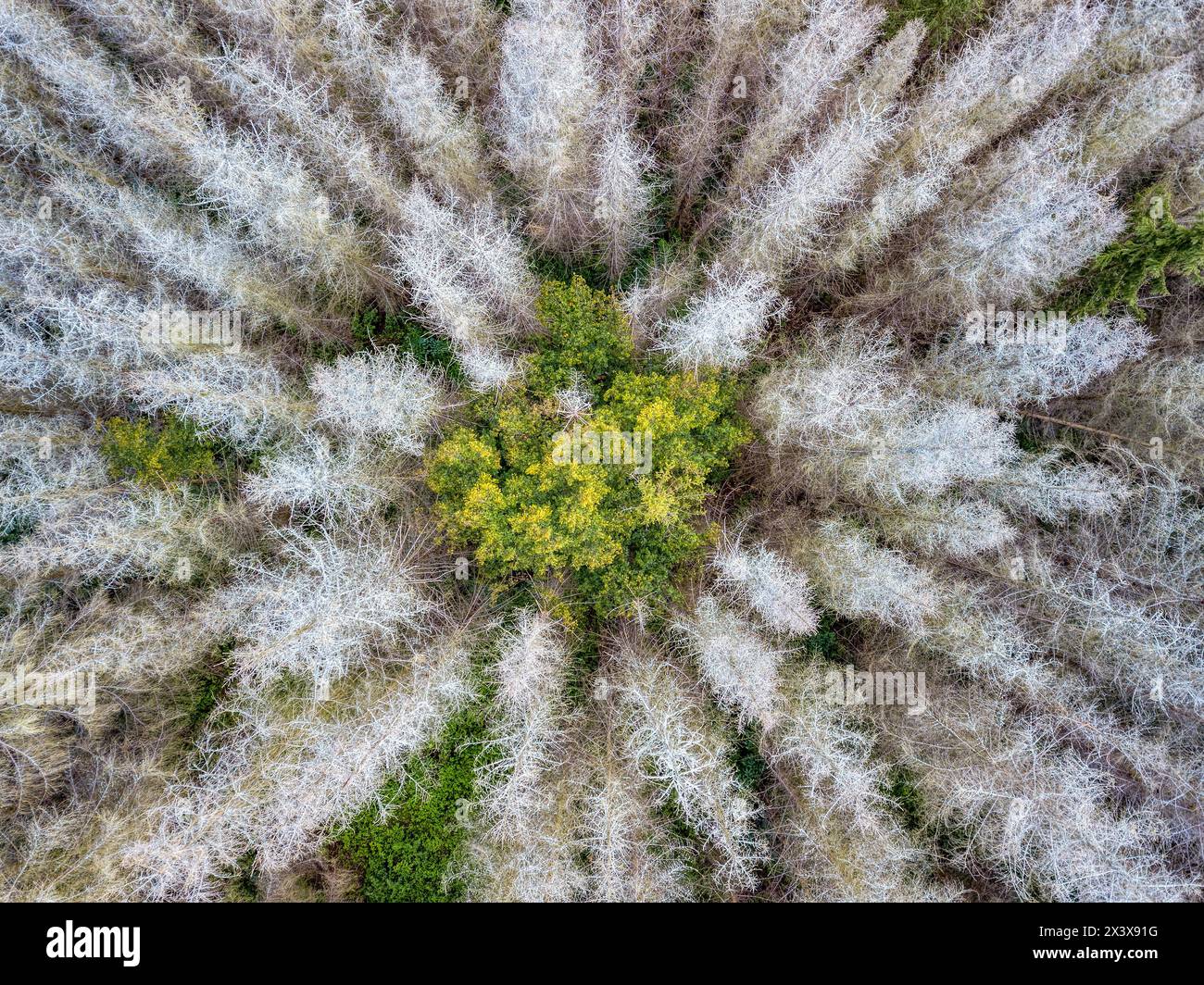 Aerial view of beautiful forest in autumn, dead and green treetop. Czech Republic. Forest under bark beetle attach. Stock Photo