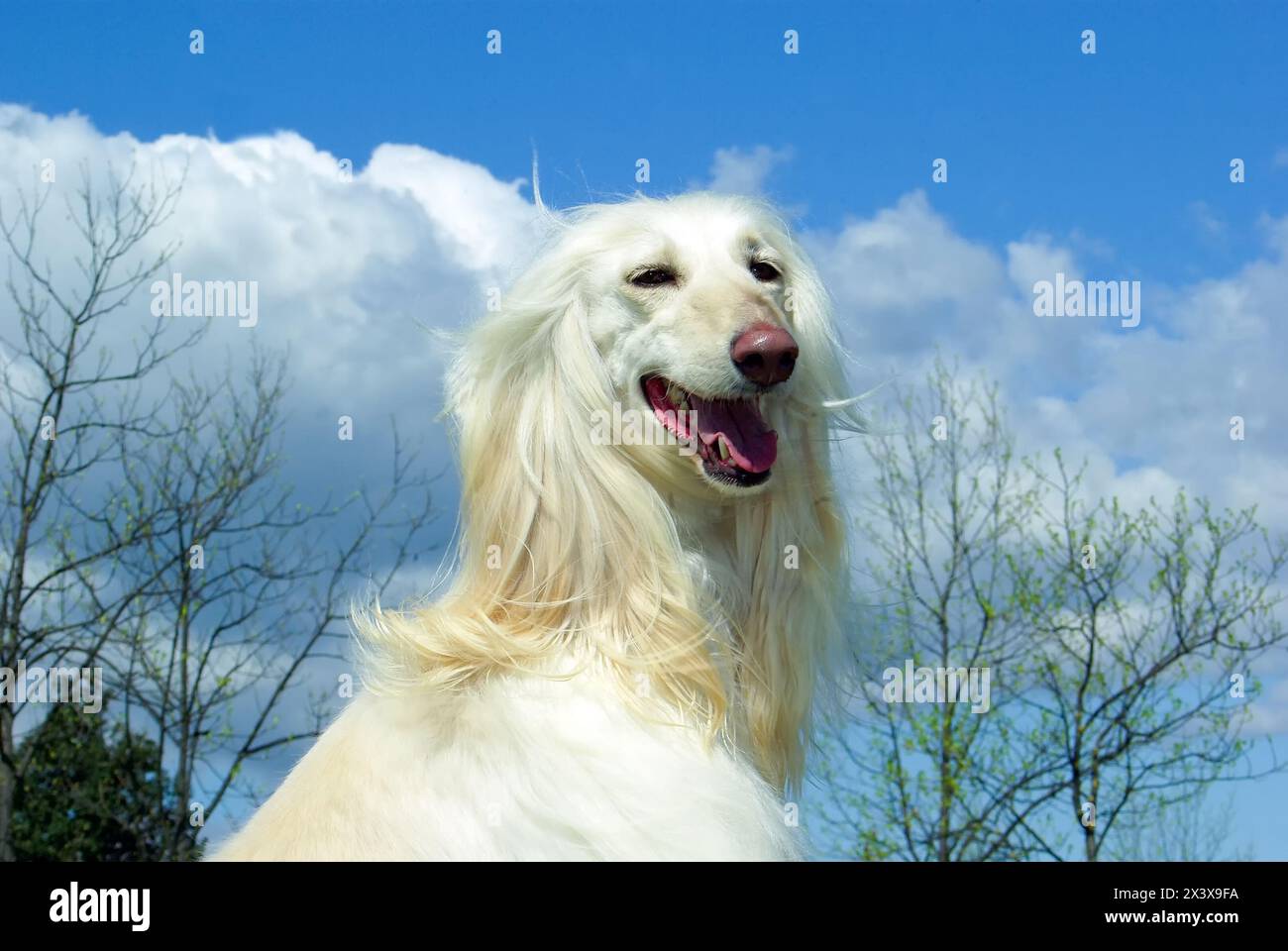 Beautiful white Afghan hound dog in the meadow Stock Photo - Alamy