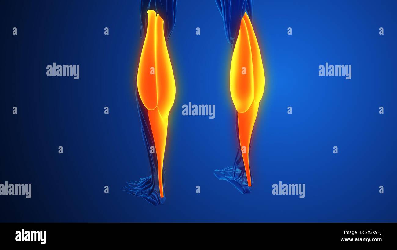 Pain and injury in the Gastrocnemius Muscles Stock Photo