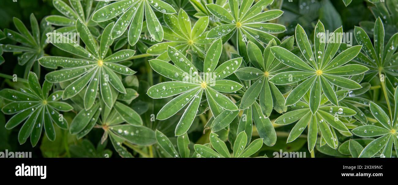 Lupin plants and leaf with drops of water Stock Photo
