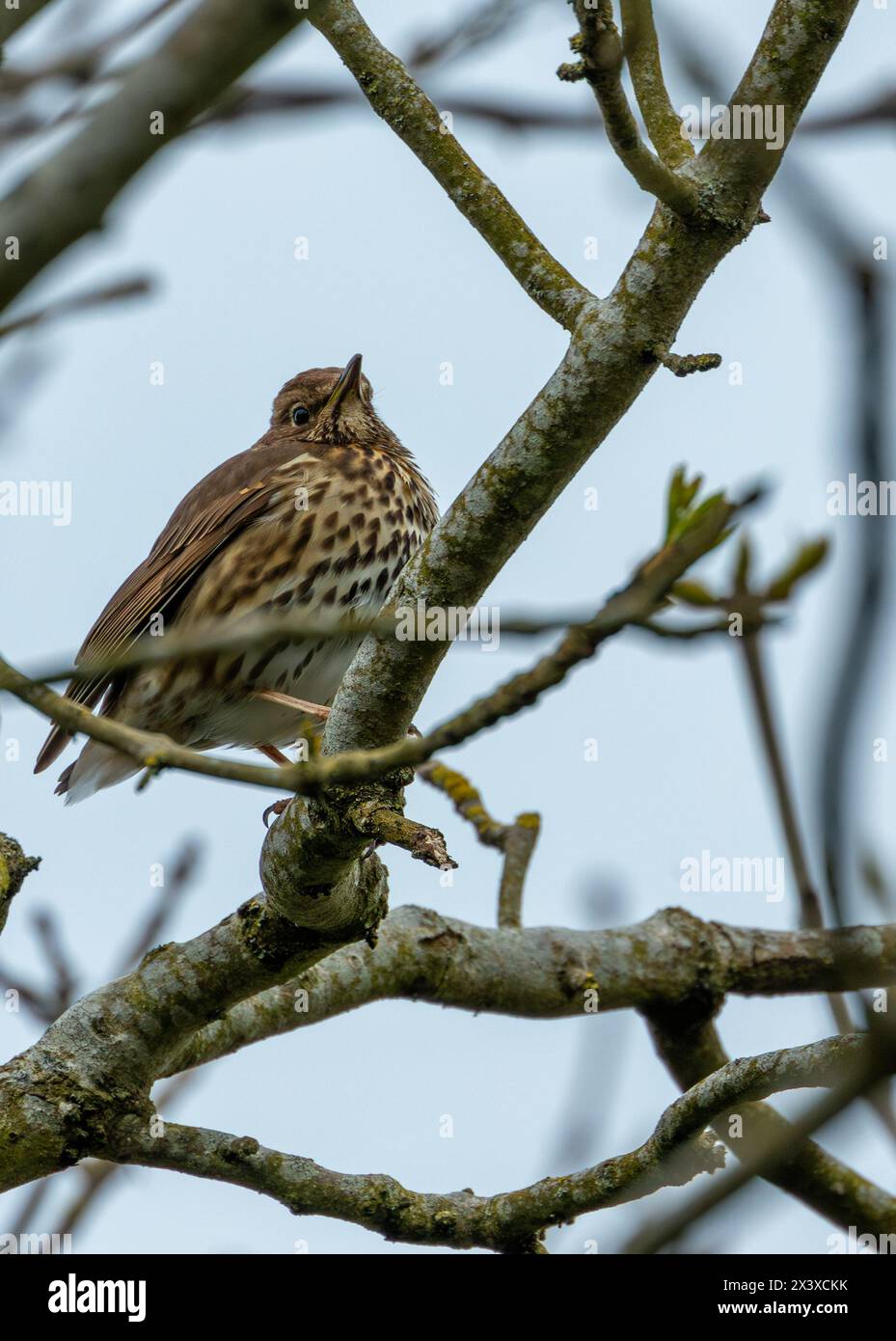 Thrush with brown spotted back & rich song. Found in Dublin's woodlands, feasts on worms & berries. Stock Photo