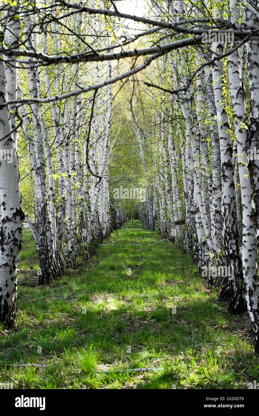 Birch forest in spring, birch grove in sunlight Stock Photo