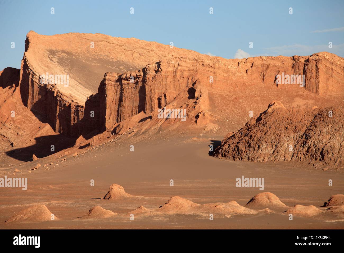 Fauna de chile hi-res stock photography and images - Alamy