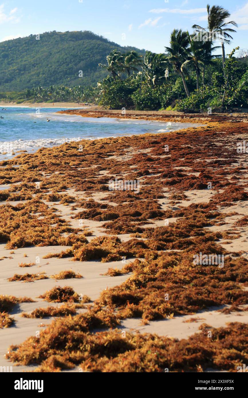 Culebra is hi-res stock photography and images - Page 4 - Alamy, image size:866x1390