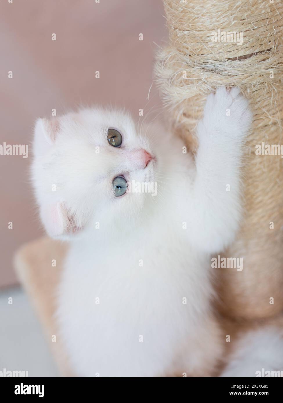 smile face. Cat. portrait of a cat close-up. white beautiful British long-haired cat smiling. The cat shows teeth. Stock Photo