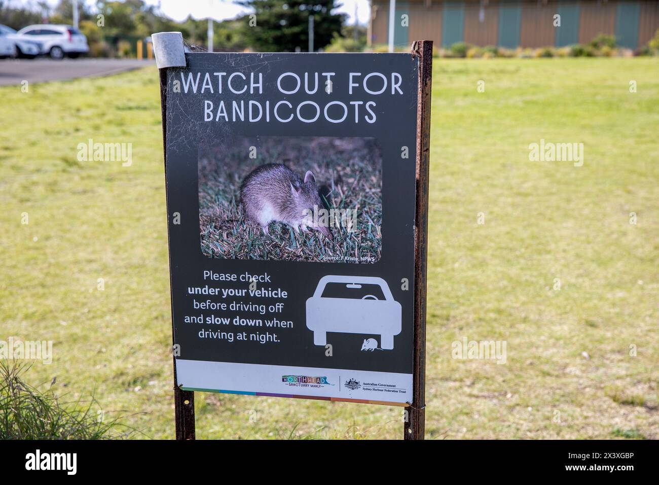 Bandicoots are largely nocturnal marsupial omnivores, endemic to Australia and New Guinea, they