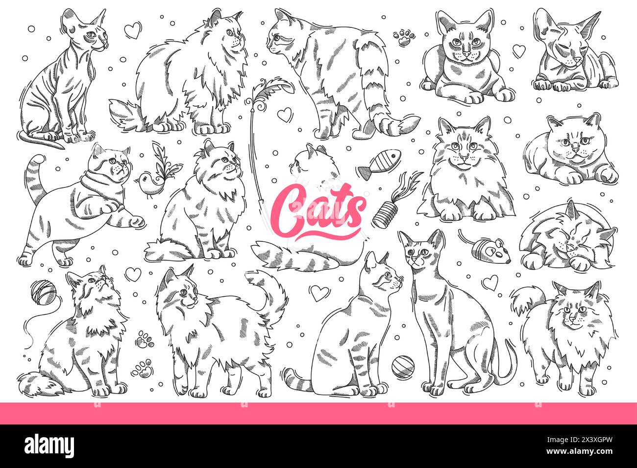 Domestic cats of different breeds in different poses, resting or hunting for toys. Fluffy and hairless cats for advertising zoo store with products for pet owners. Hand drawn doodle Stock Vector