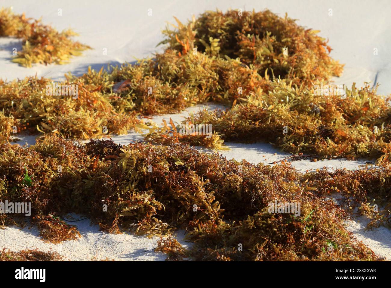 Usa, Porto rico. Culebra Island. Flamenco beach. Sargassum Stock Photo -  Alamy, image size:1300x956