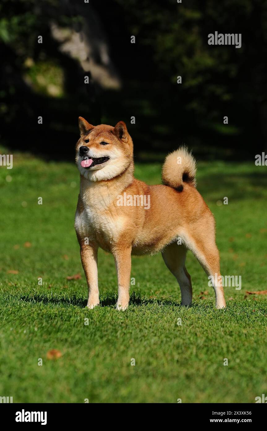 Sheba Red Red female shiba inu hi-res stock photography and images - Alamy