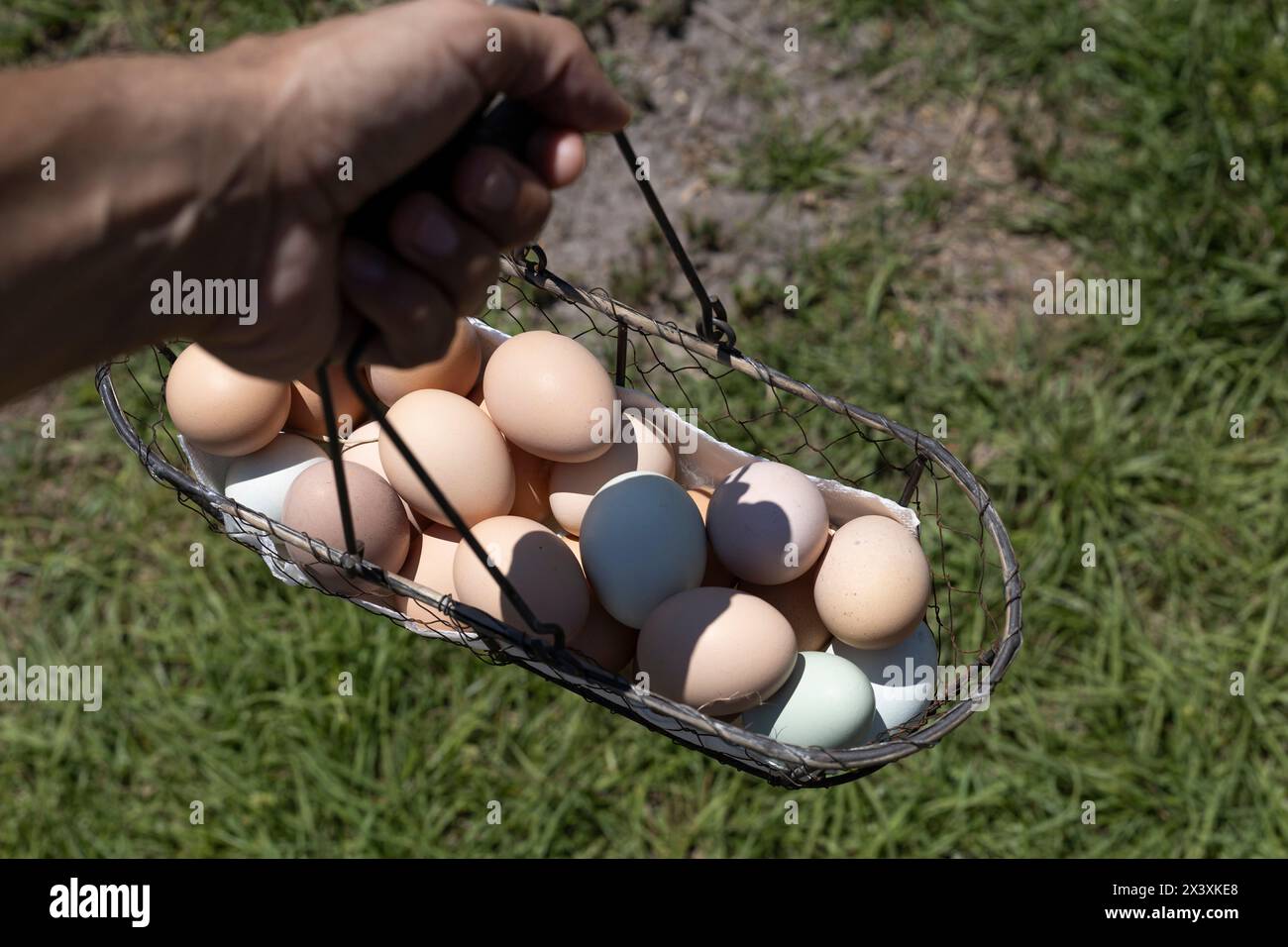 chicken egg basket Stock Photo