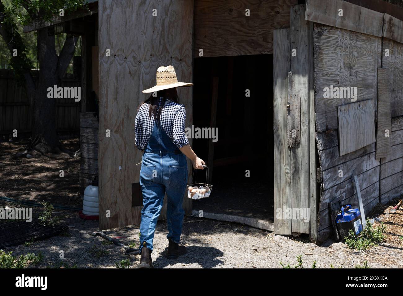 Farmer woman in hat walking to chicken shelter to collect eggs. Stock Photo