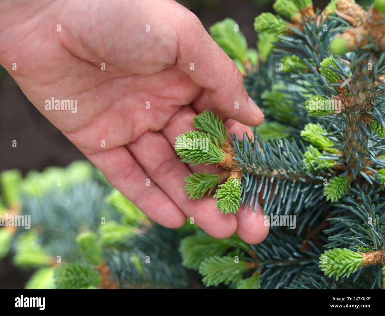 A woman holding the branch of an abies lasiocarpa compacta. Close up. Stock Photo