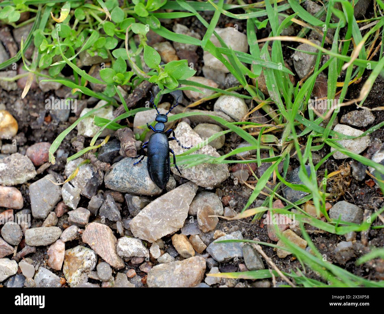 Rare black-blue oil beetle photographed in Kiel, highlighting its distribution, population, and conservation efforts Stock Photo