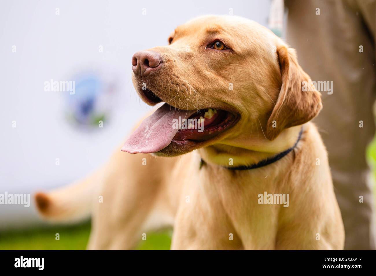 EDITORIAL USE ONLY Corrie the Labrador retriever attends this year's