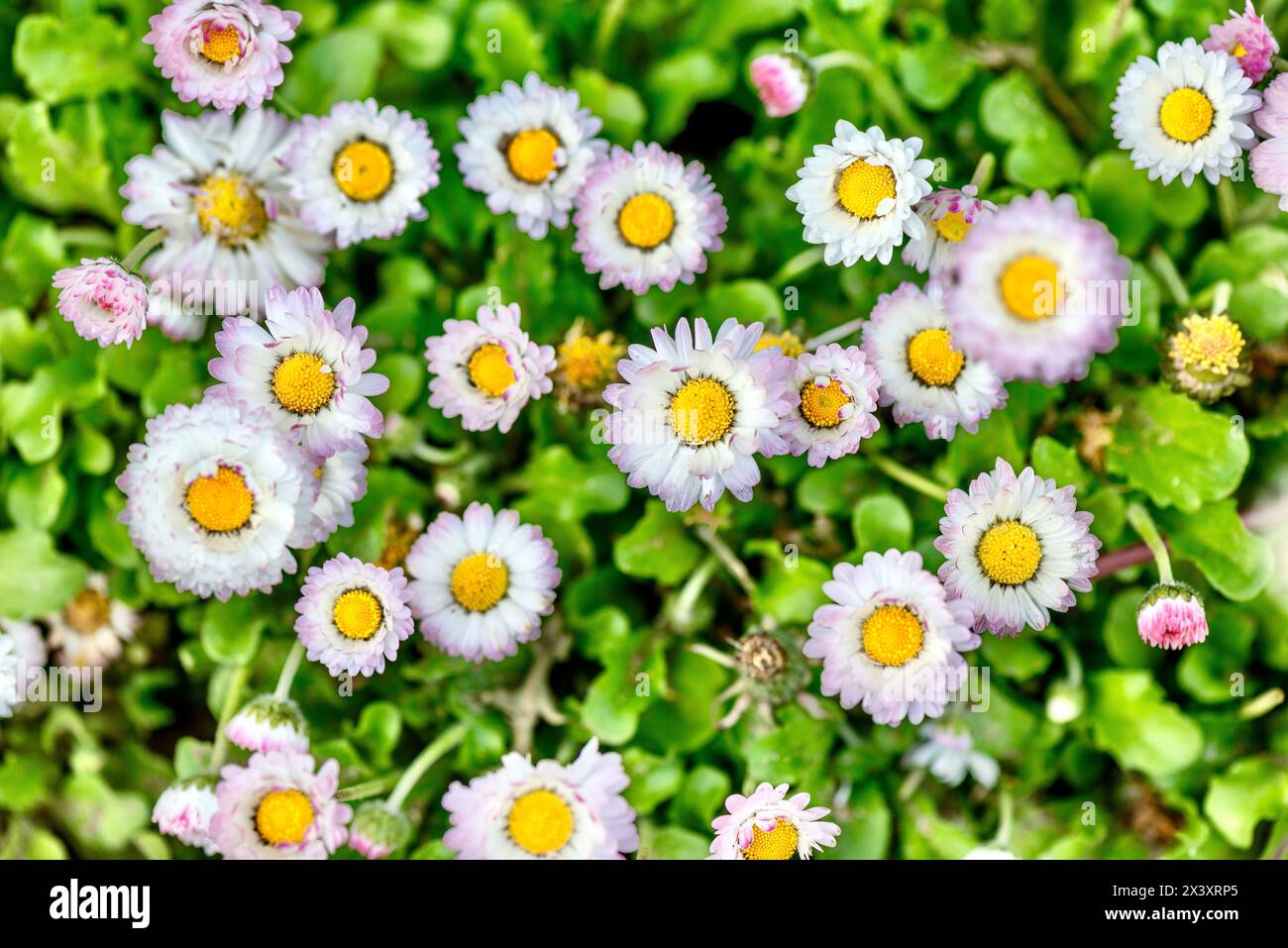 Daisy (lat. Bellis) is a genus of perennial plants from the Asteraceae family. Daisy. Inflorescence of perennial daisy (Bellis perennis) Stock Photo