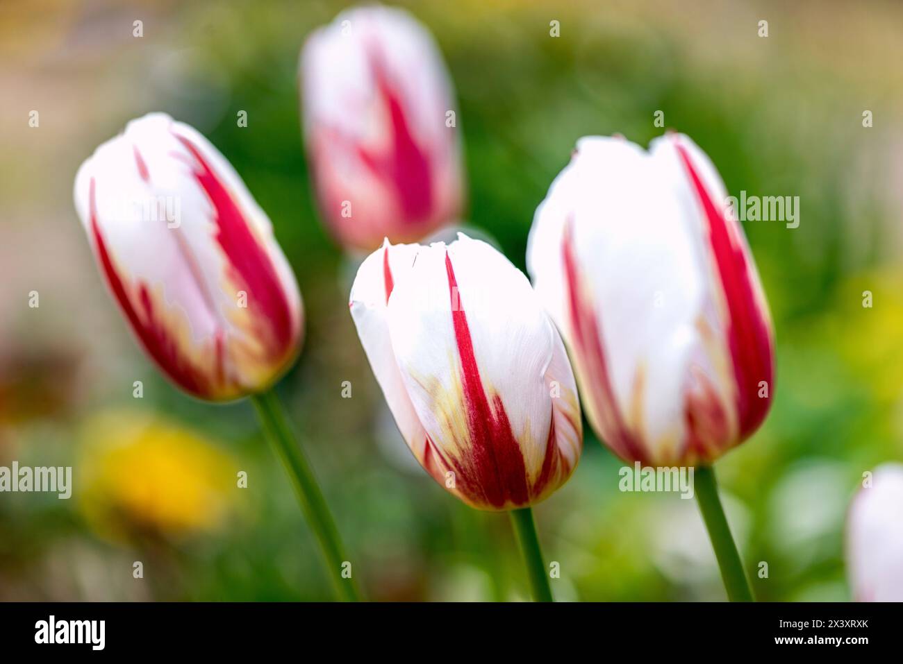 Tulip. Beautiful bouquet of tulips. colorful tulips. tulips in spring,colourful tulip Stock Photo