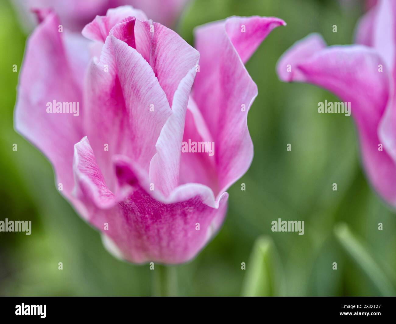Pink tulips in the spring garden. Shallow depth of field. Stock Photo