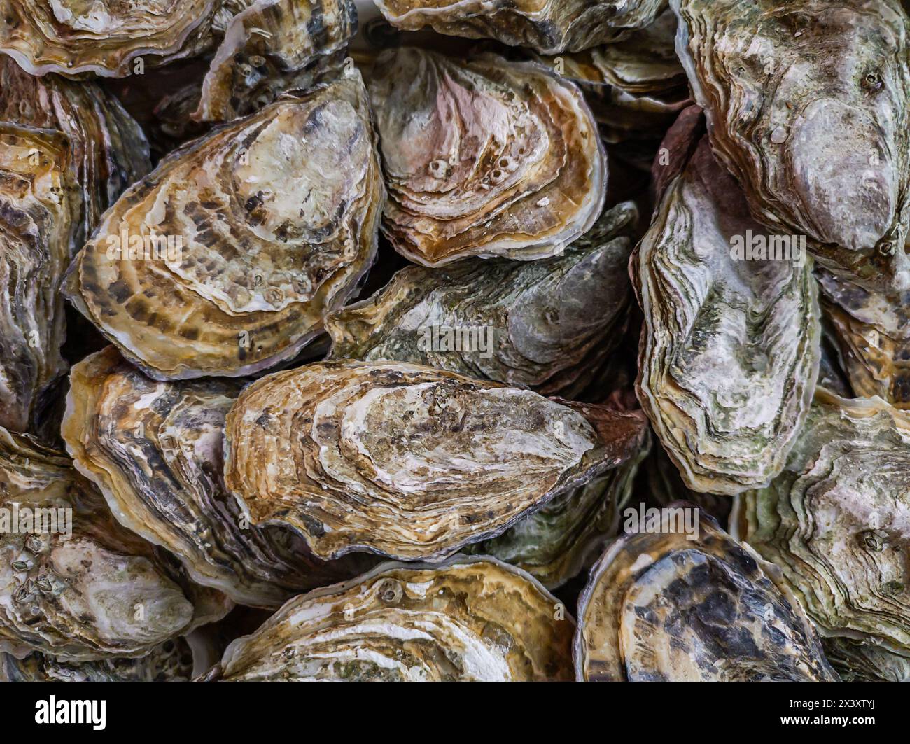 Raw oysters background, top view Stock Photo