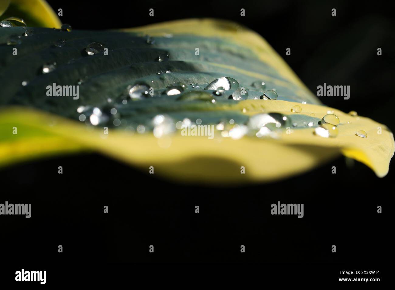 Raindrops on spring hosta leaves. Stock Photo