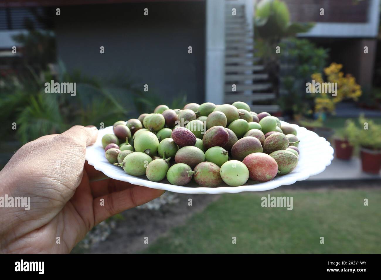 Karonda fruit on fruit. Bengal-currant or Carandas-plum , carissa carandas in green and red color Stock Photo