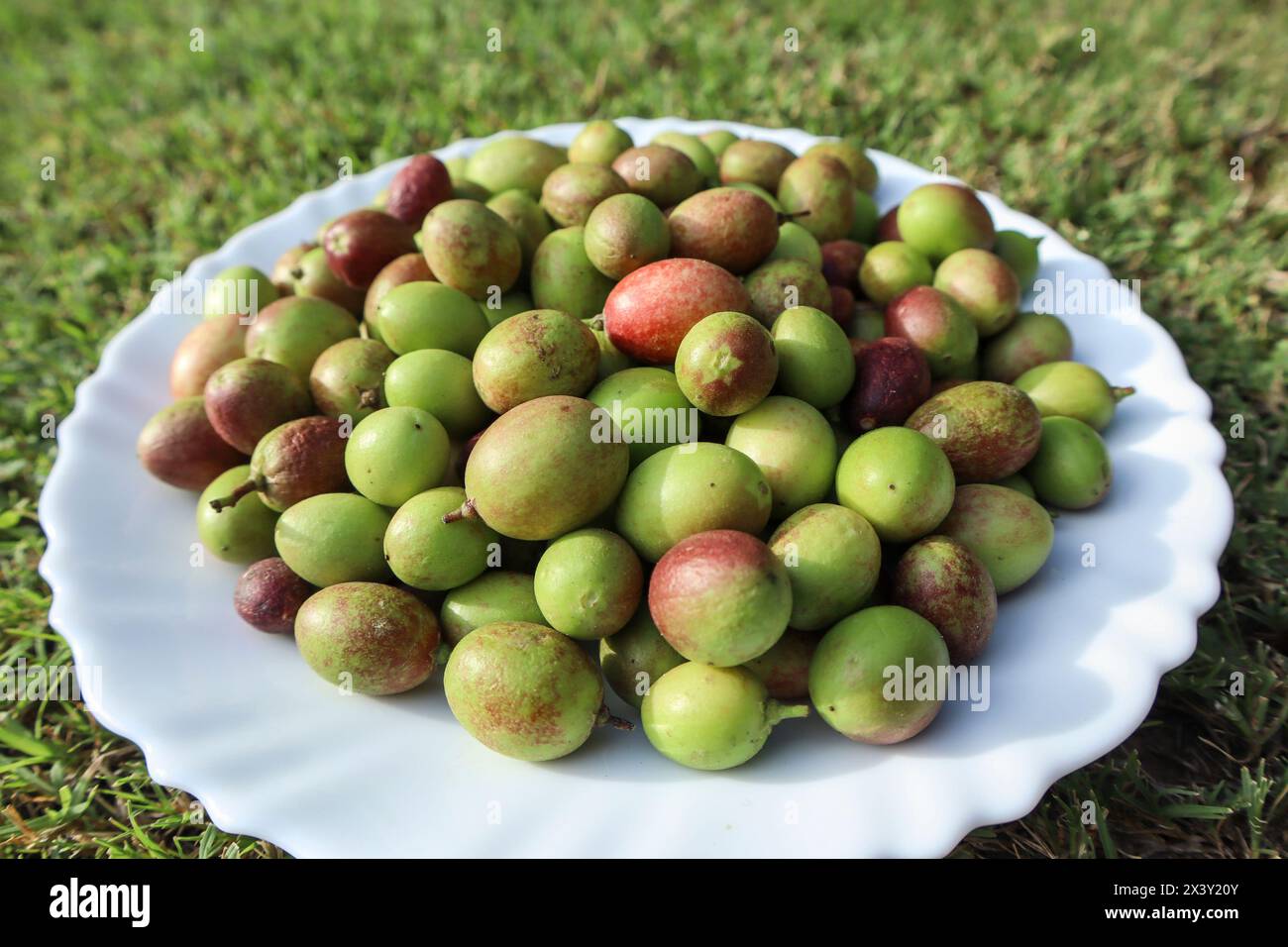 Karonda fruit on fruit. Bengal-currant or Carandas-plum , carissa carandas in green color Stock Photo