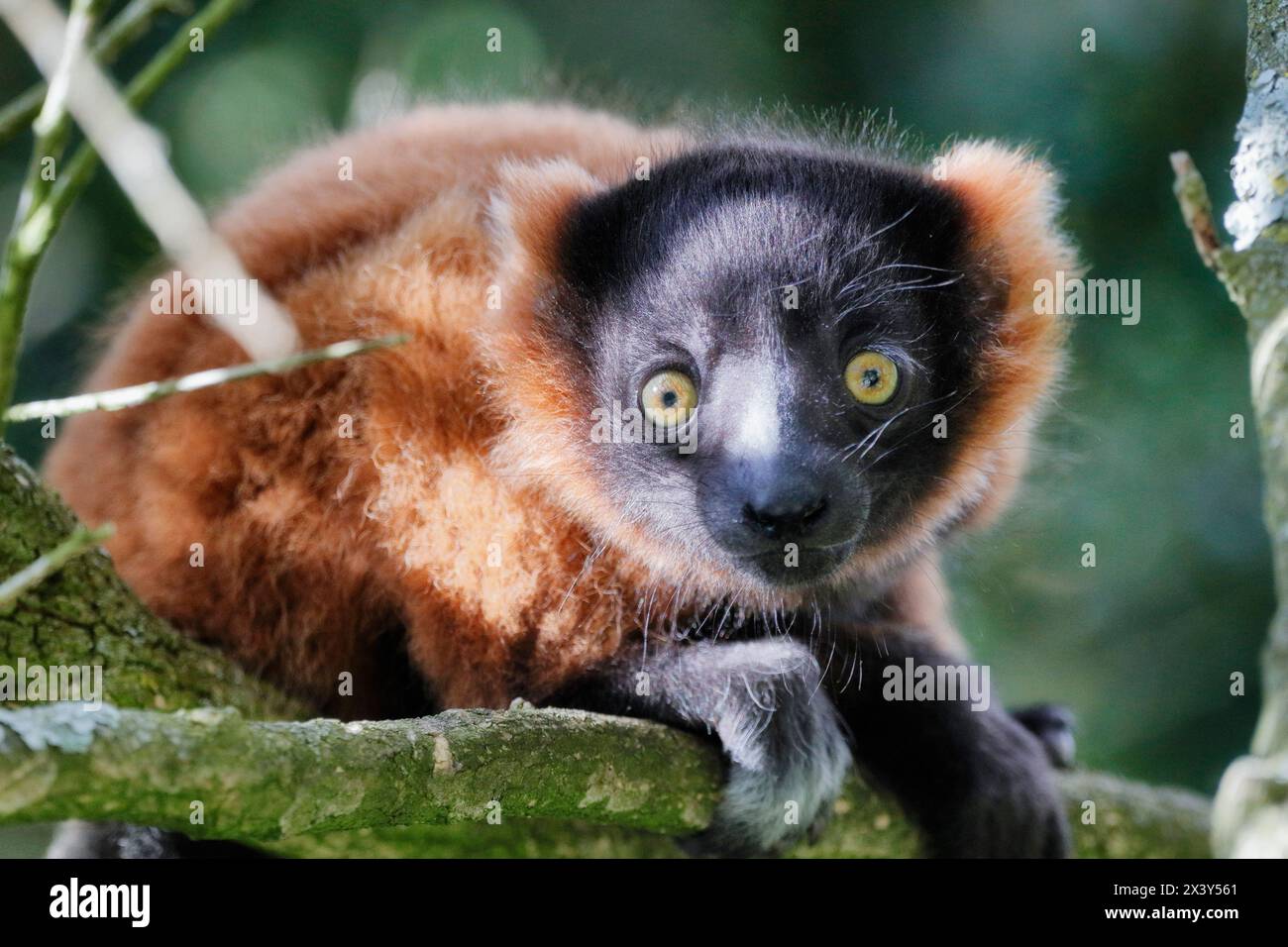 Young red vari lemur in a tree Stock Photo - Alamy