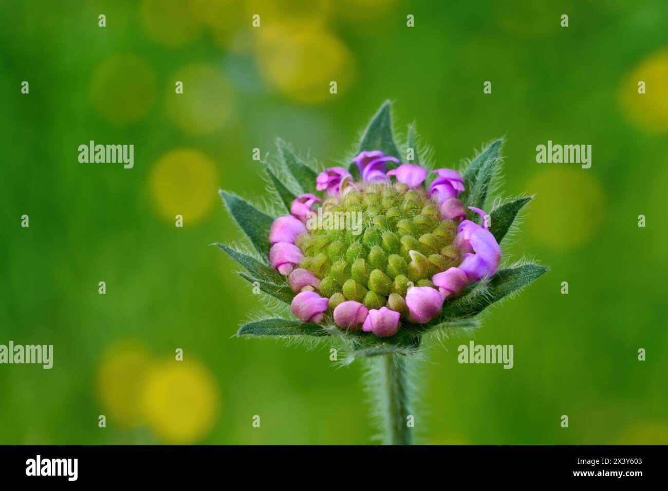 Field Scabious (Knautia arvensis), the individual buds are beginning to open Stock Photo
