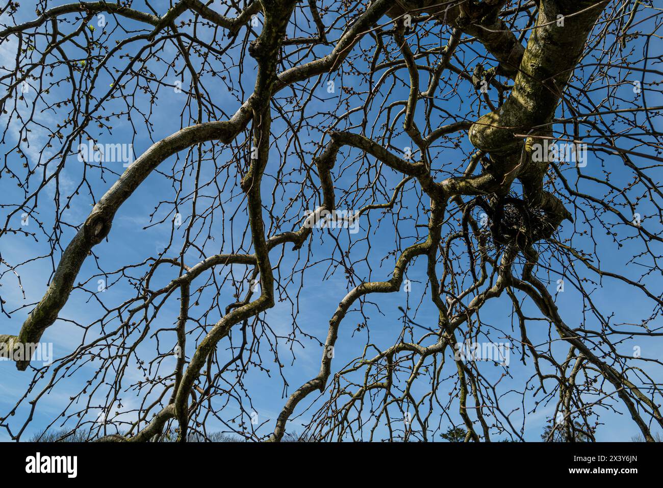 The leafless drooping branches of Ulmus glabra ‘Camperdownii’ Weeping Wych Elm in Trenance Gardens in Newquay in Cornwall in the UK. Stock Photo