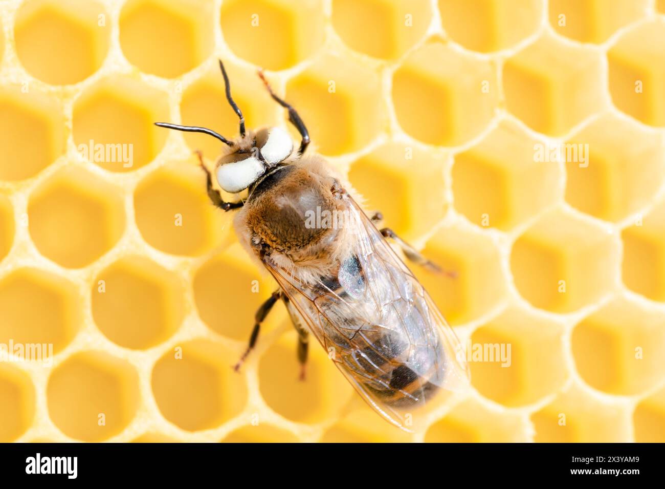 White eyed honey bee drone Stock Photo