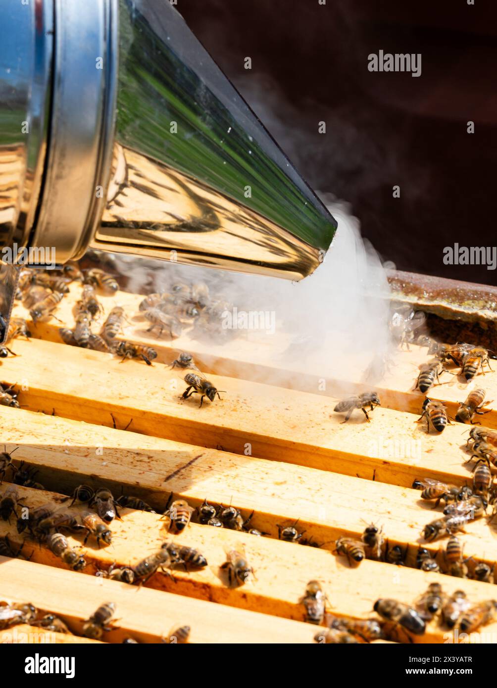 Smoking honey bees on top of a hive Stock Photo
