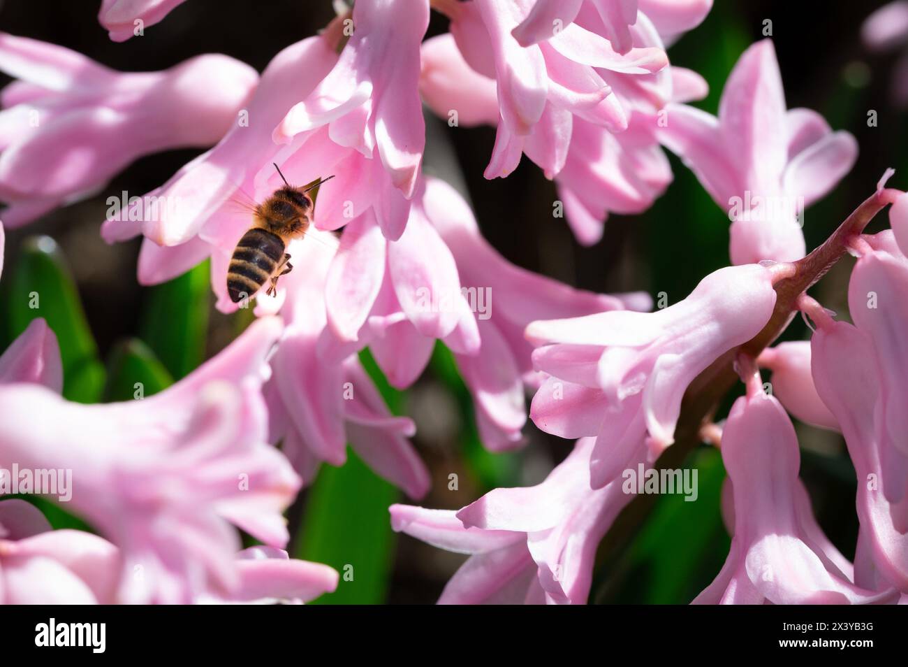 Honey bee on pink flowers hi-res stock photography and images - Alamy